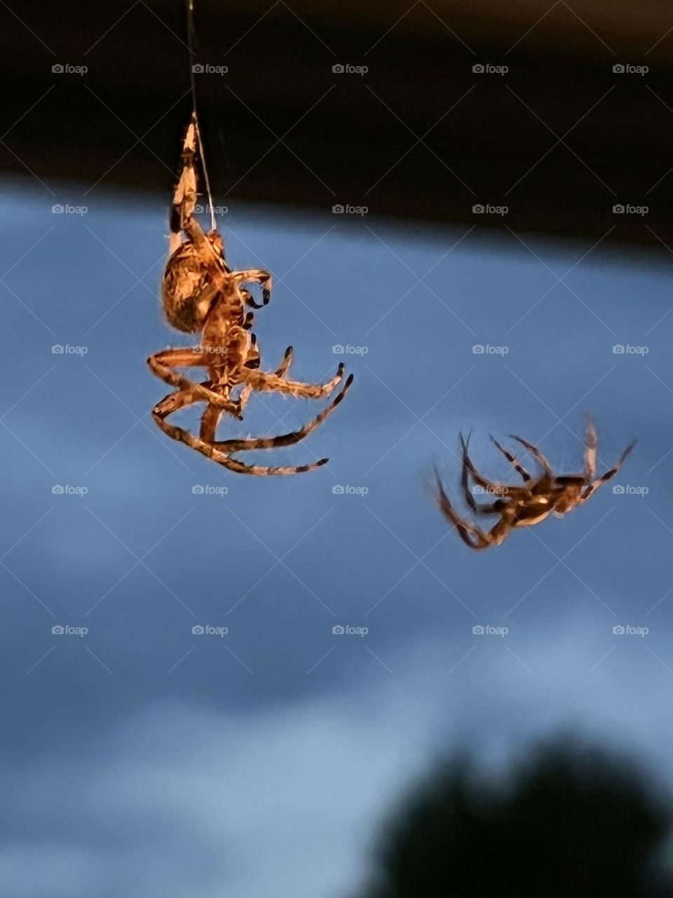 Spider showdown 