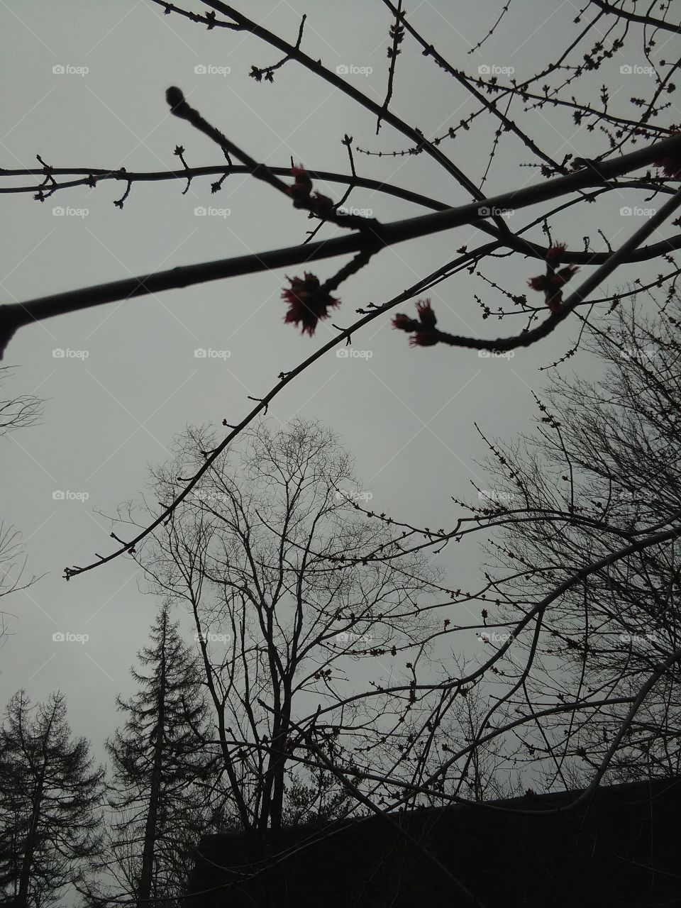 Nature Springing Forth Its Beauty! Budding, Growing, Maturing! Growing into its  Fullness!