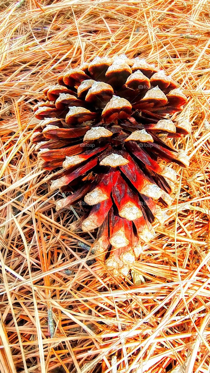 Pinecone