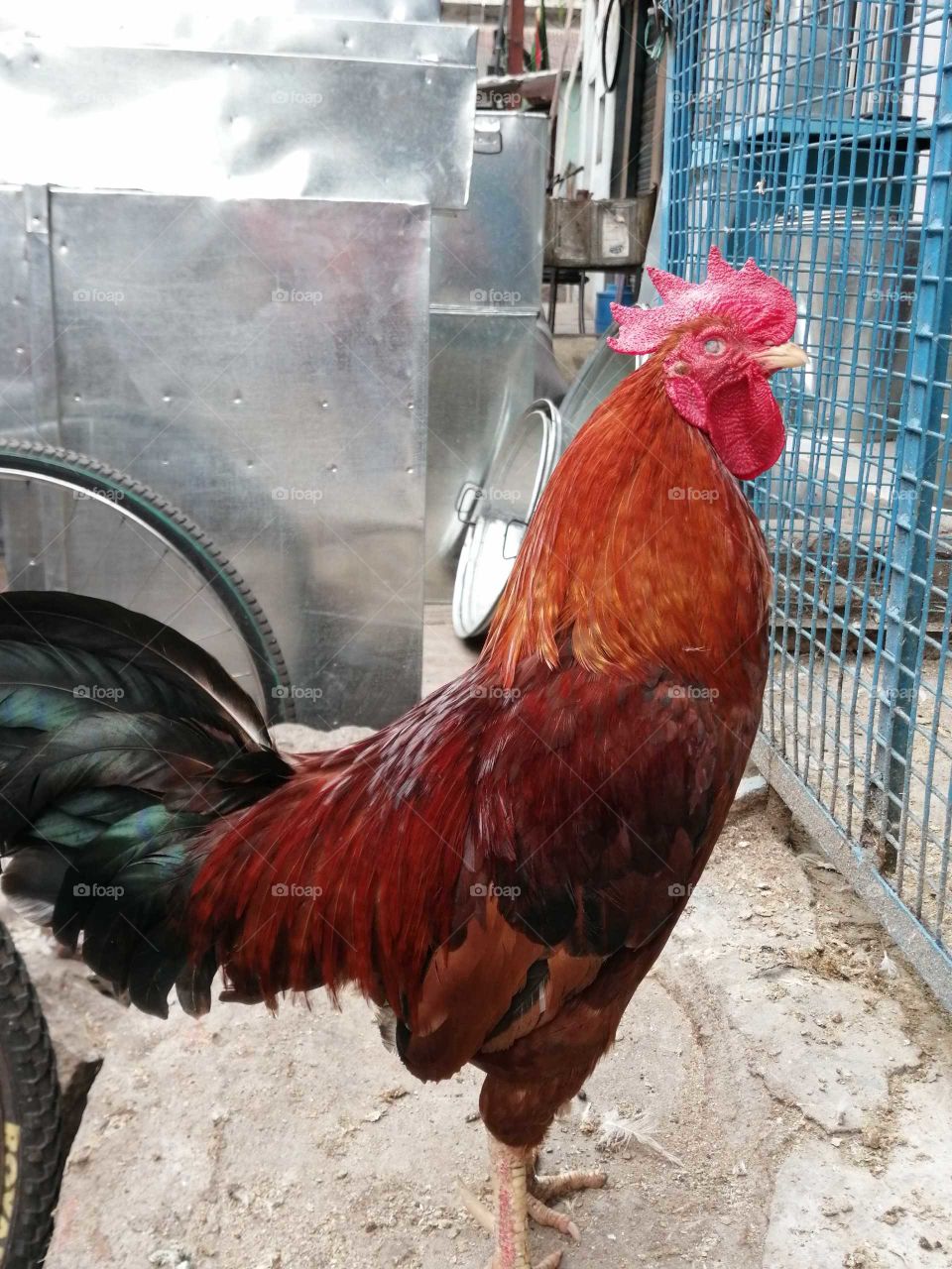 The Indian Red chicken