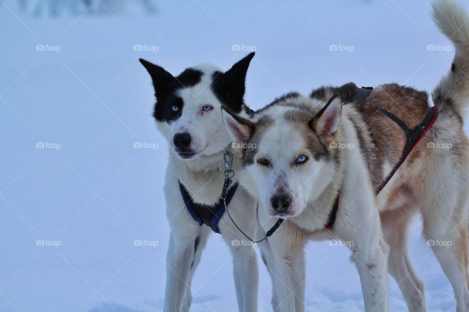 Huskies in the snow, Finland