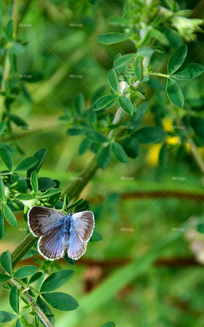 Blue butterfly