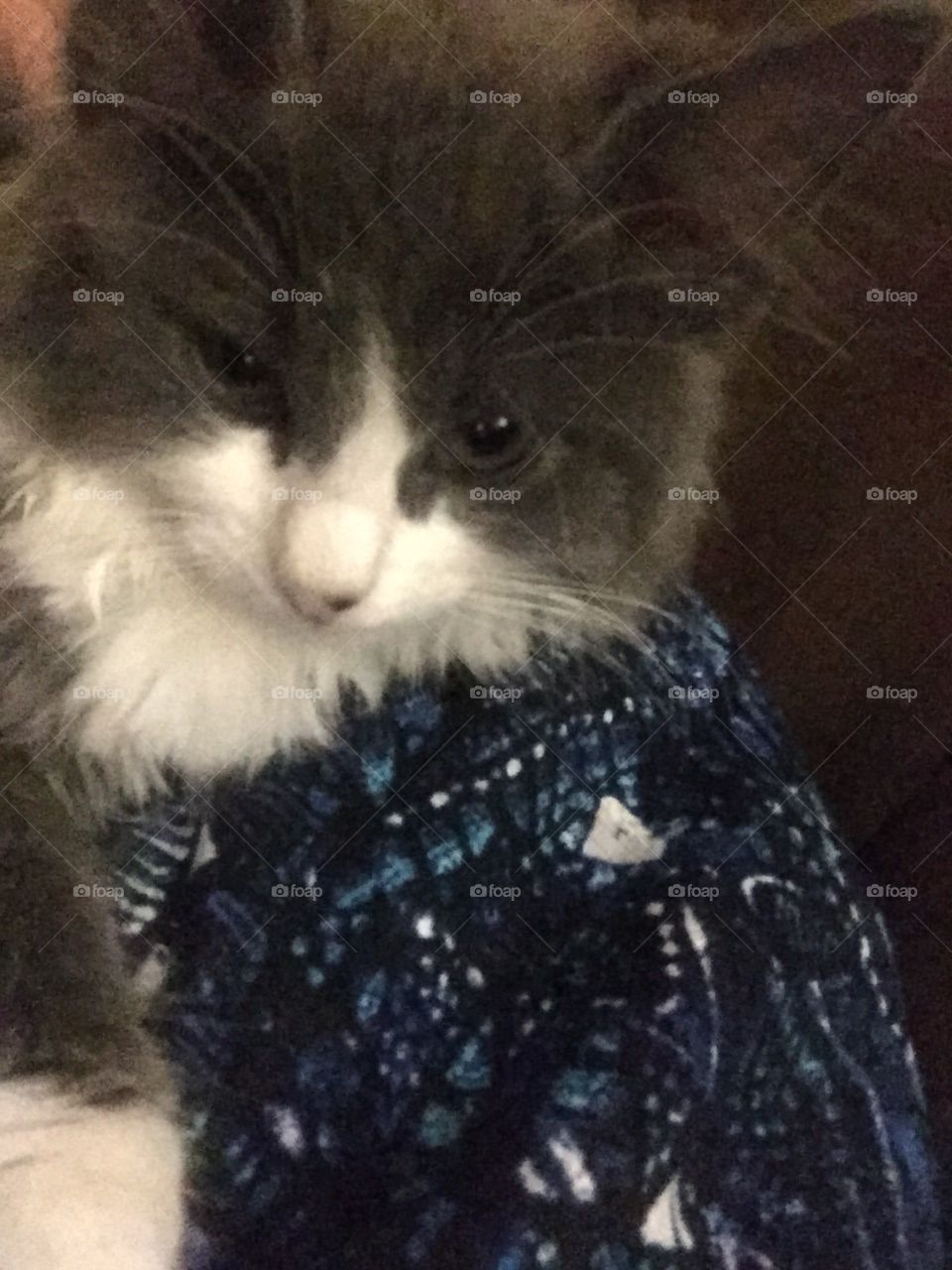 Kitty,s new coat