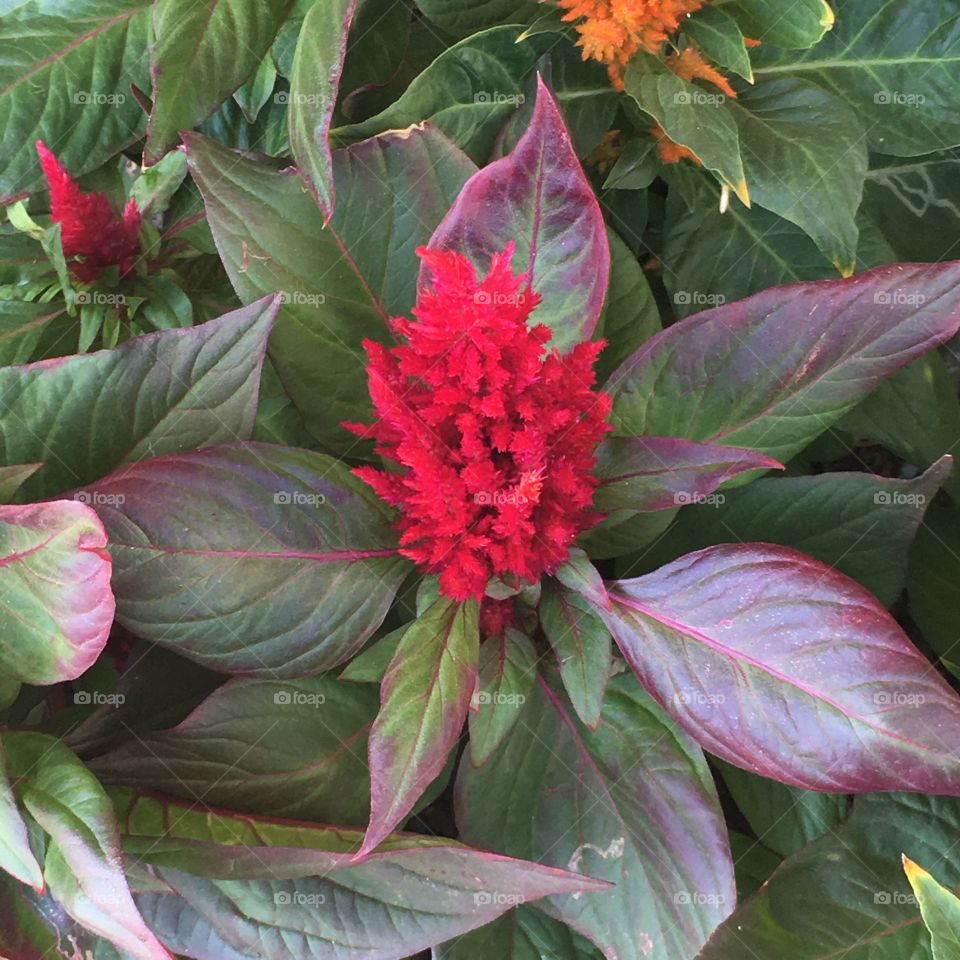 Celosia flower 
