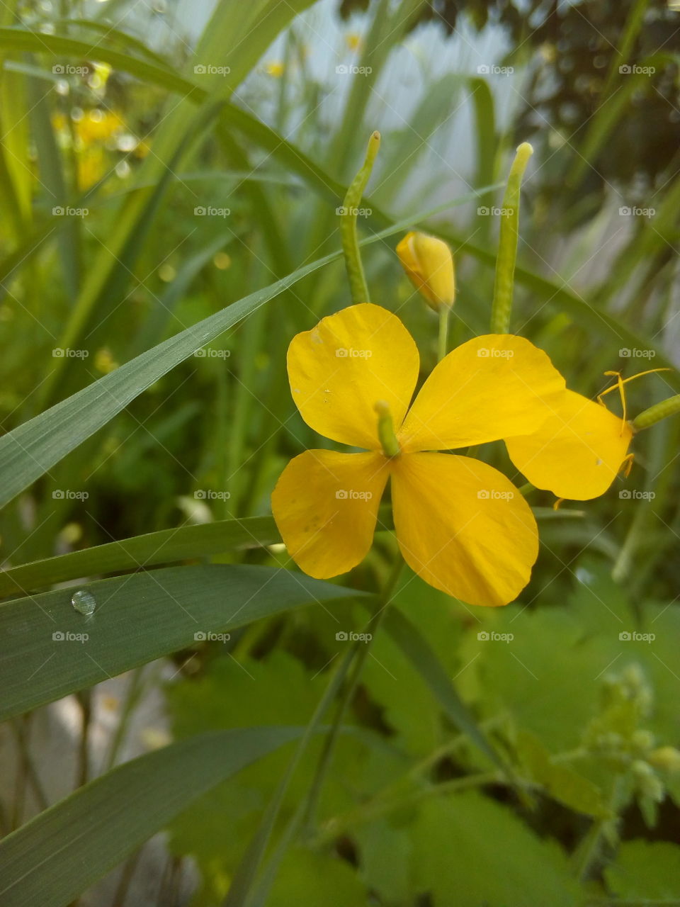 цветок  жёлтый