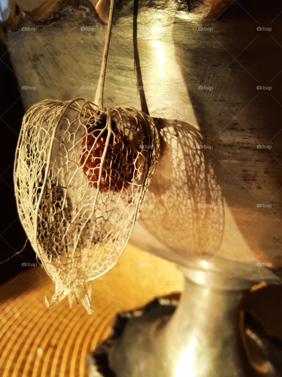 physalis fruit & its shadow in morning sunshine