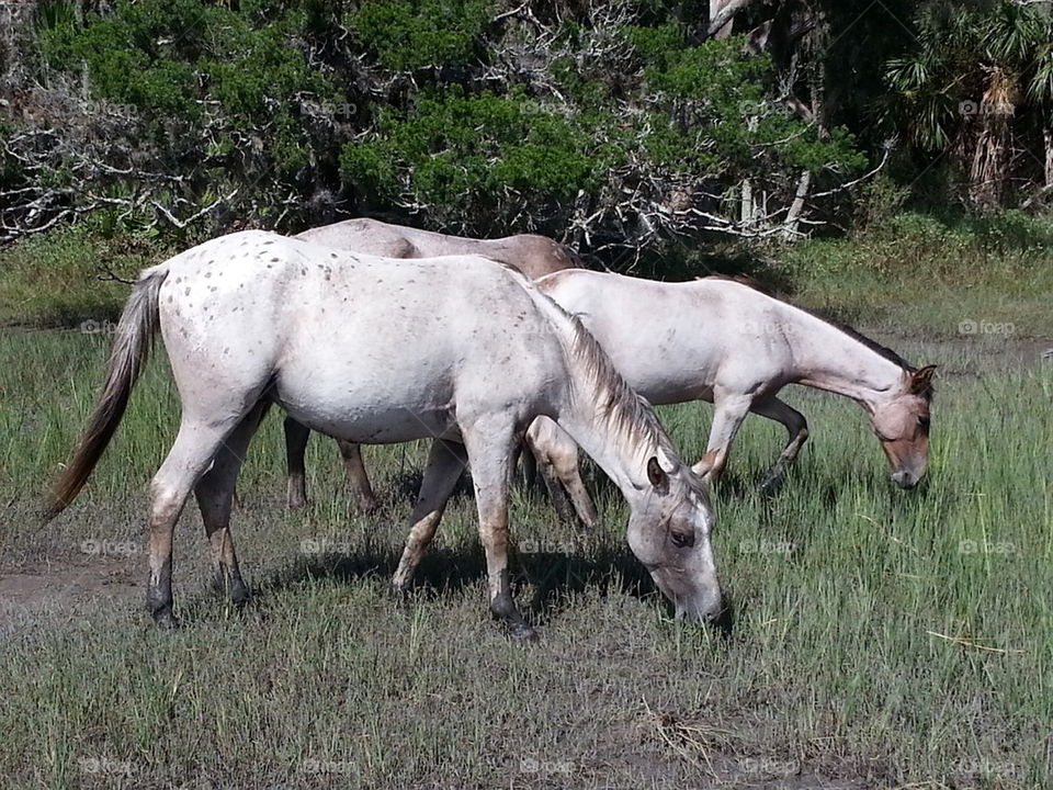 wild horses