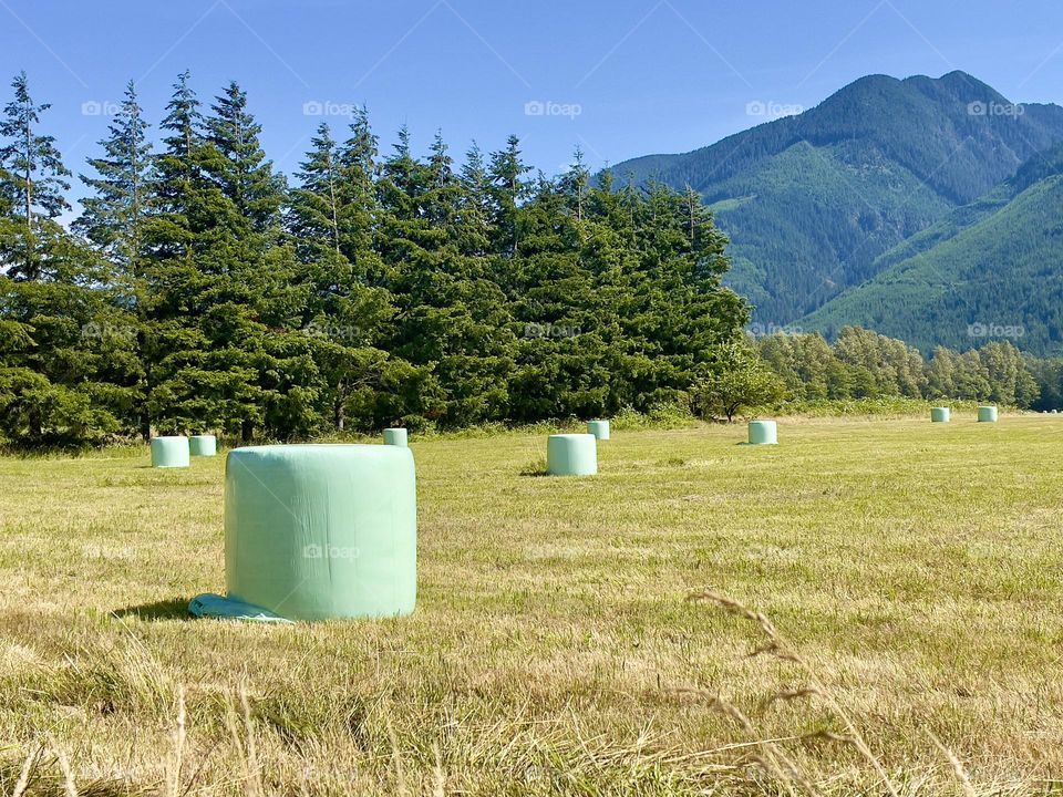 Beautiful landscape with field and hey