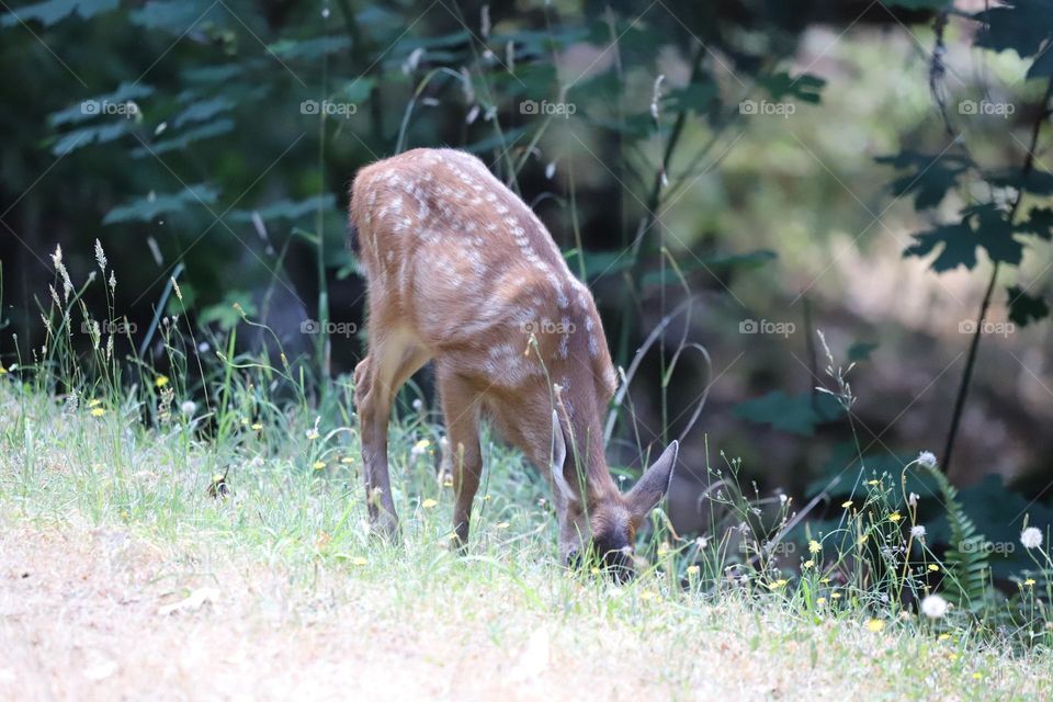 Deer on the pasture 