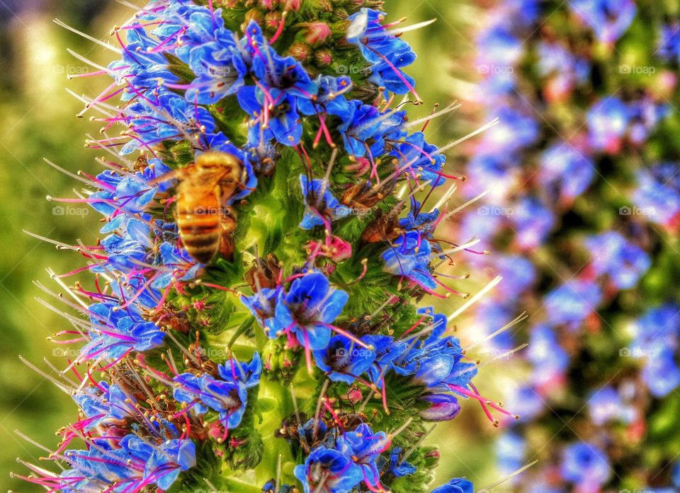 Close-up of insect on purple flower