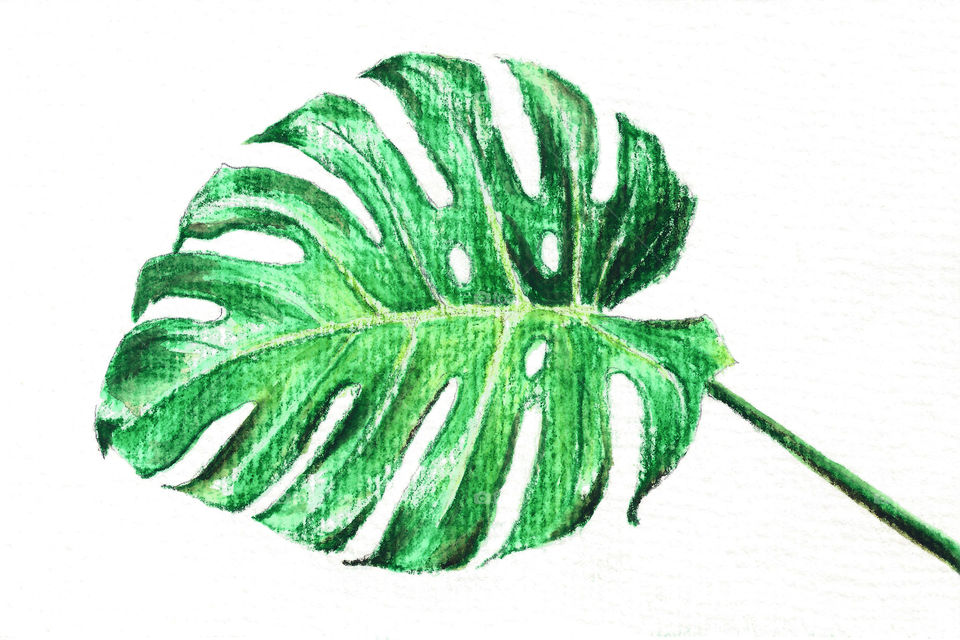 Monstera Leaf. Drawing 