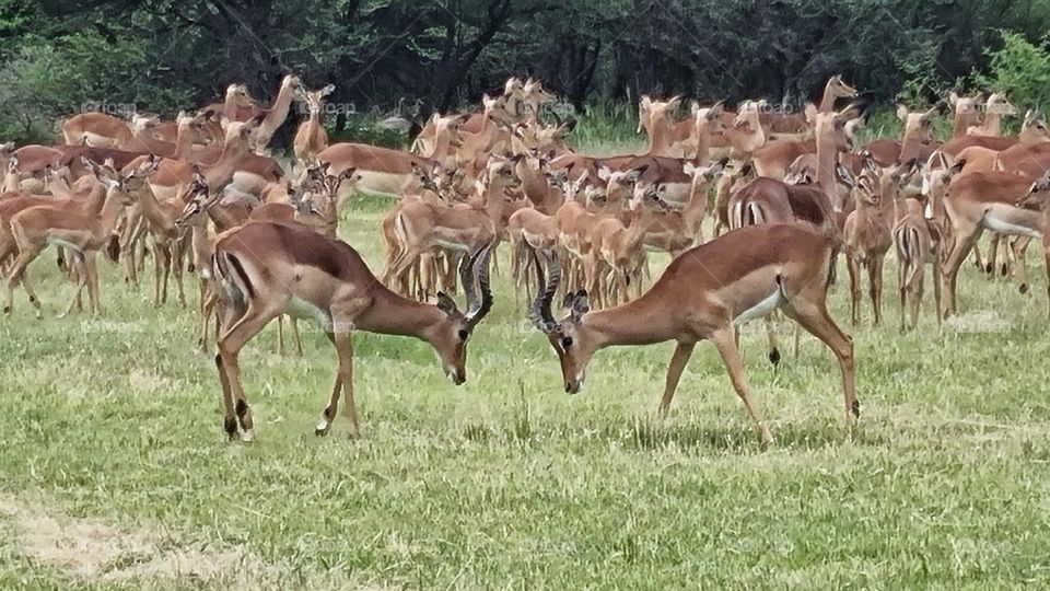 a impala standoff.