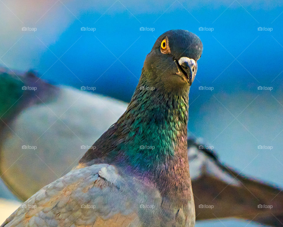 Bird photography  - dove  - closeup