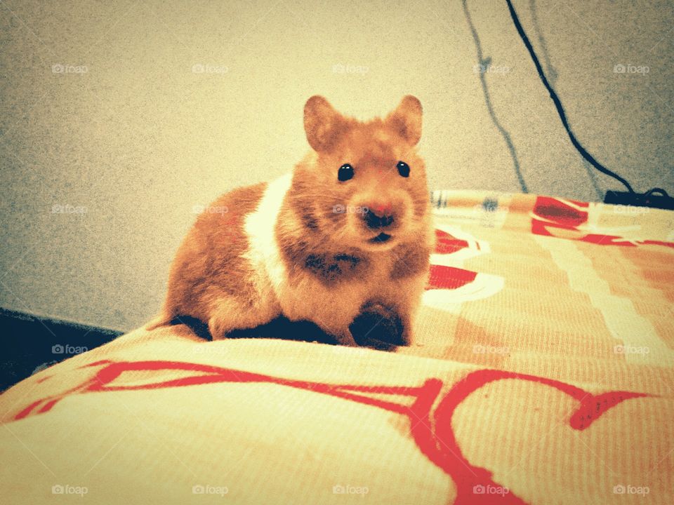 my hamster looking at the camera