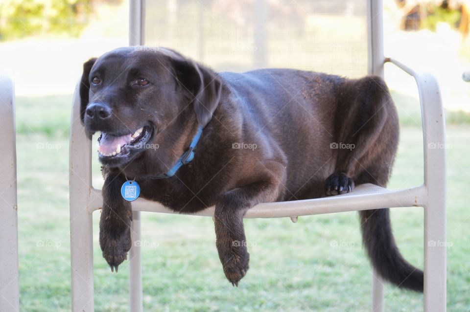 Happy fat dog in a chair. 