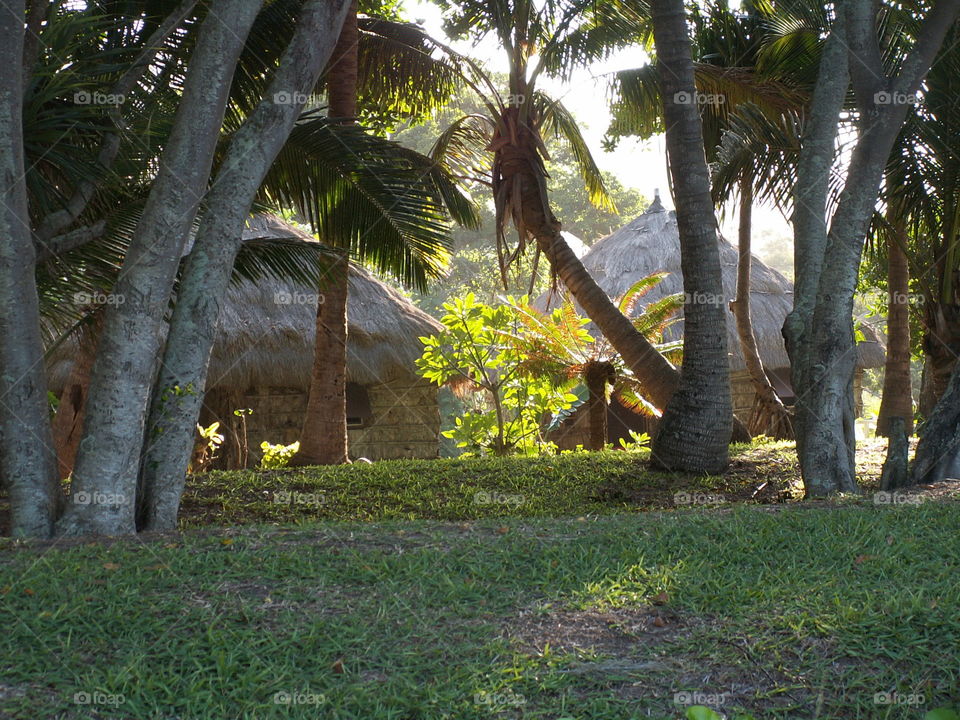 New Caledonia nature