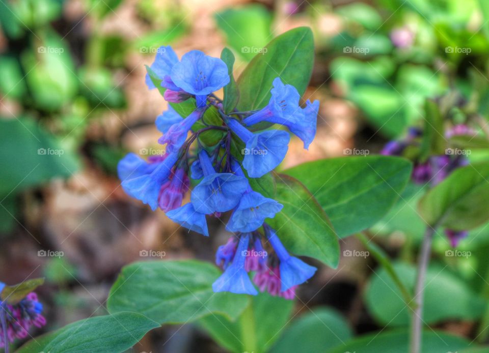 Virginia Bluebells