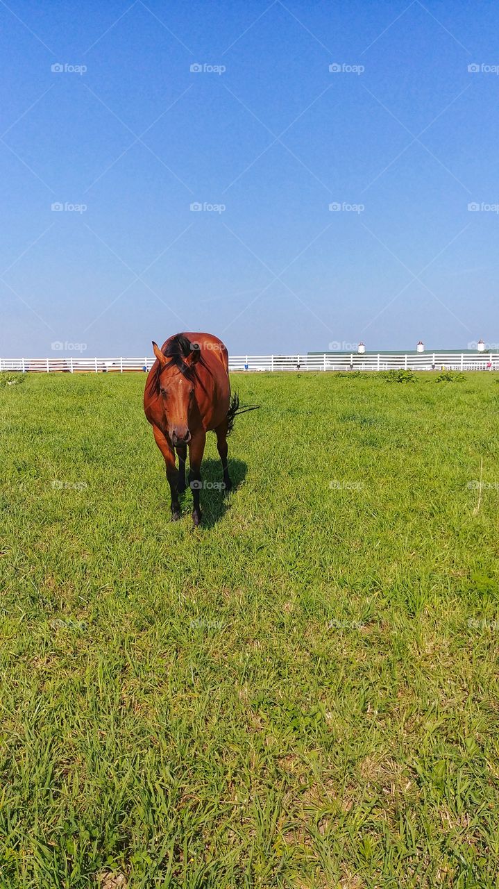 horse in green pasture