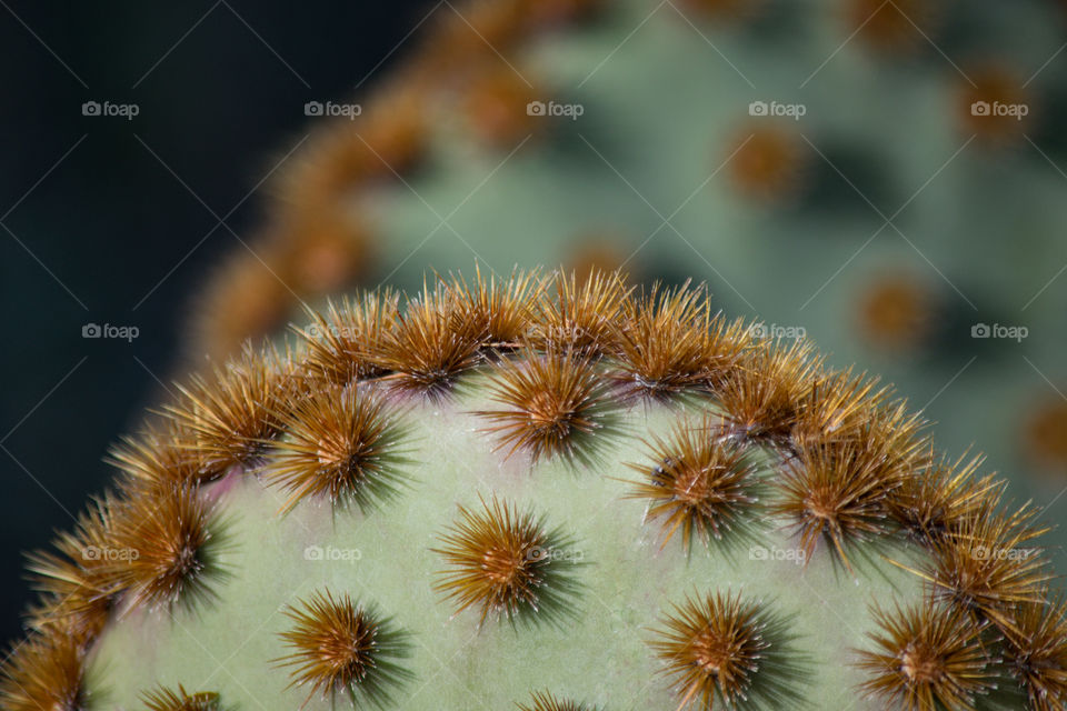 No Person, Cactus, Spine, Prickly, Nature