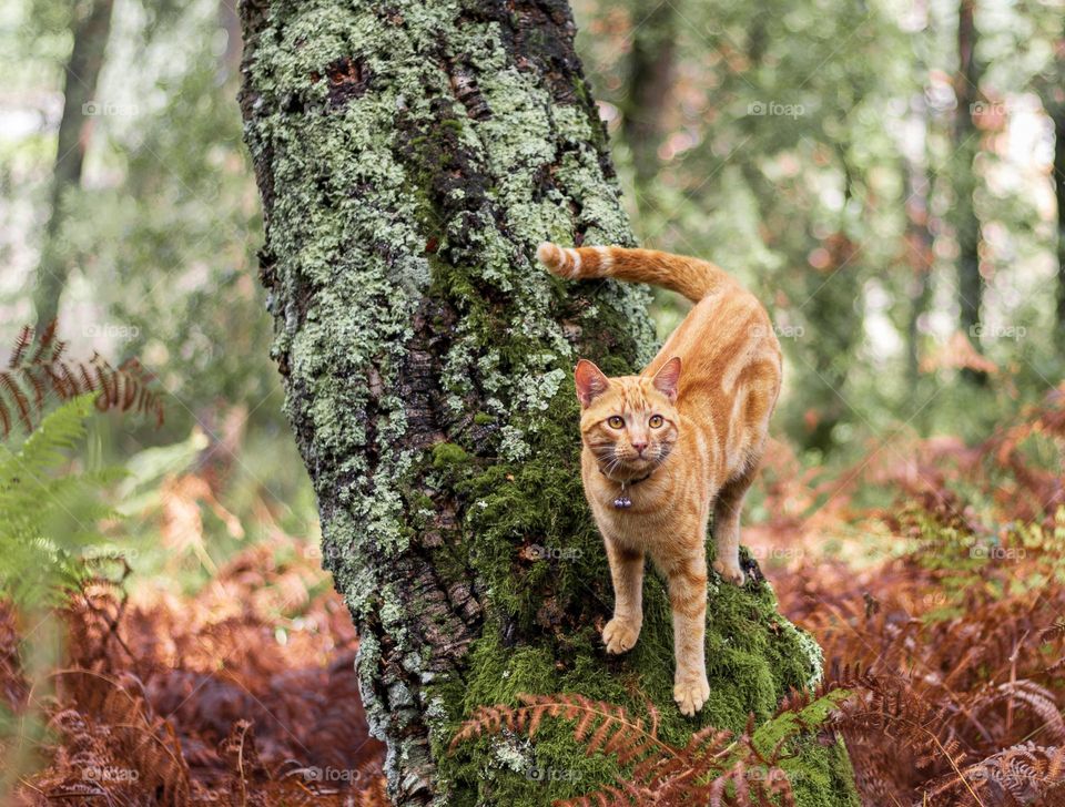 Ginger cat on a tree trunk that’s covered in moss and lichen, with browning autumn bracken in the background