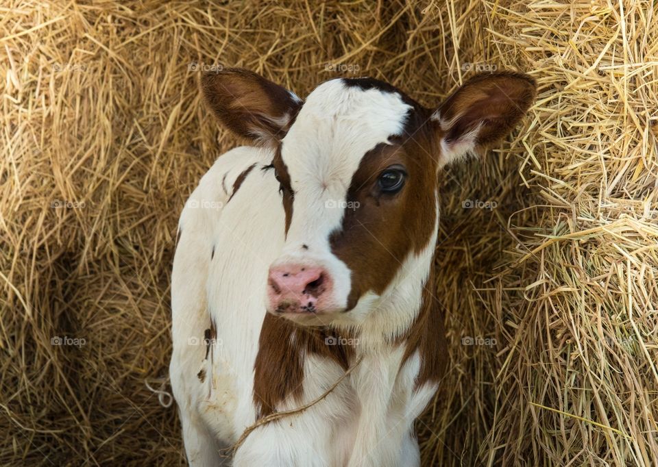 Portrait of Baby Cow Looking at Camera