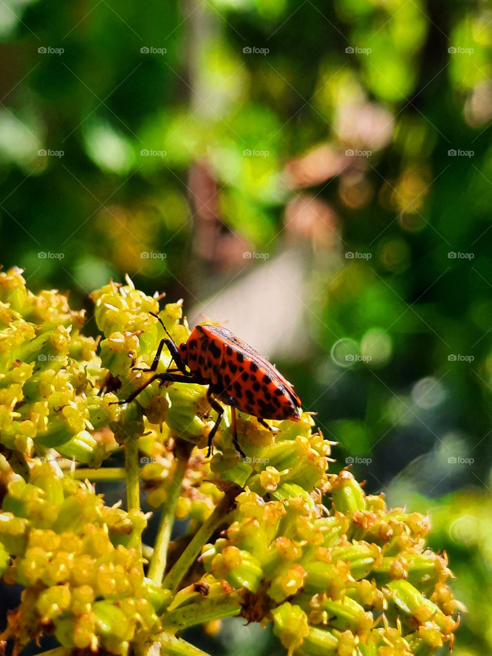 dotted red beetle on yellow  buds