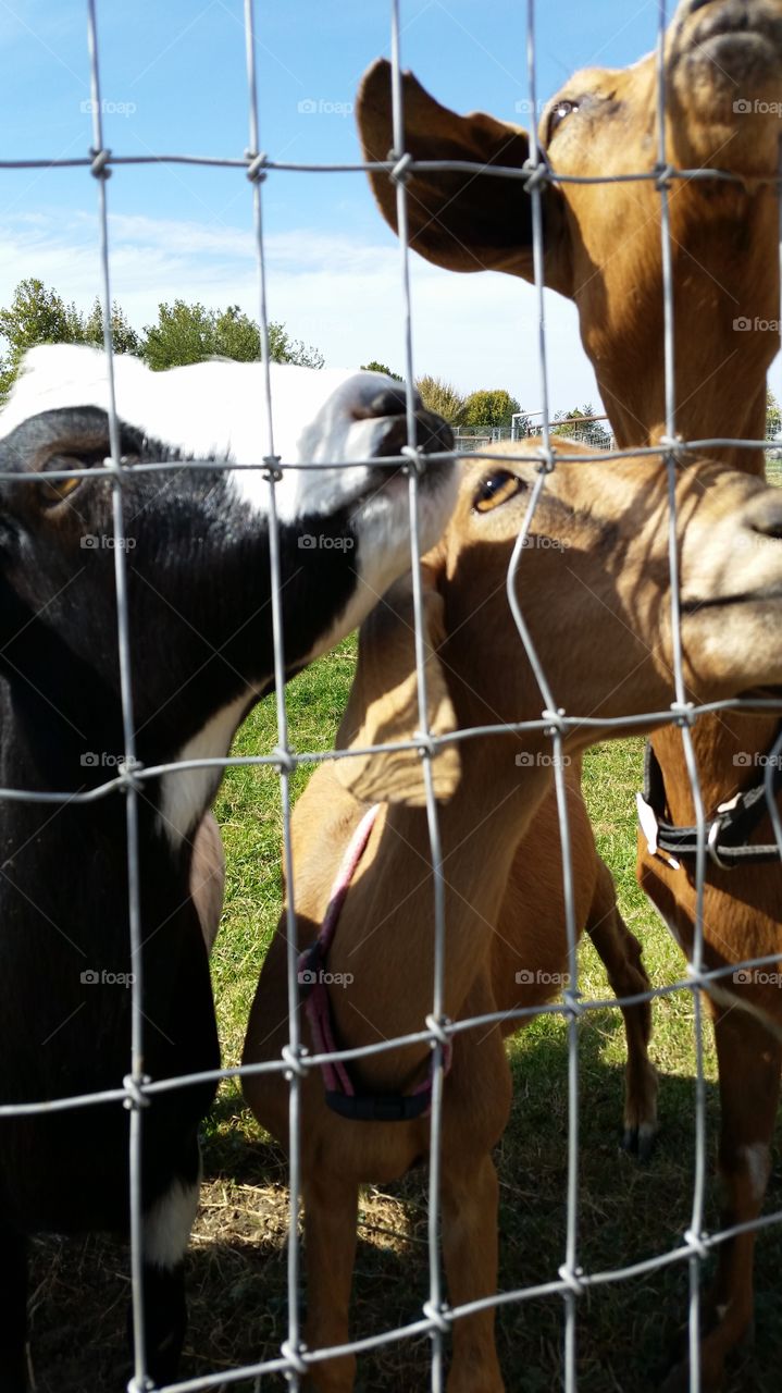 Goats Looking Through a Fence