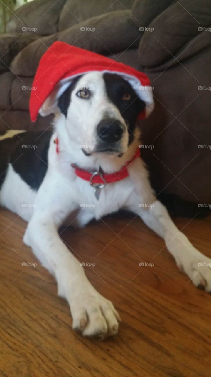 A border collie Christmas Dog is awaiting for her presents to arrives 
California