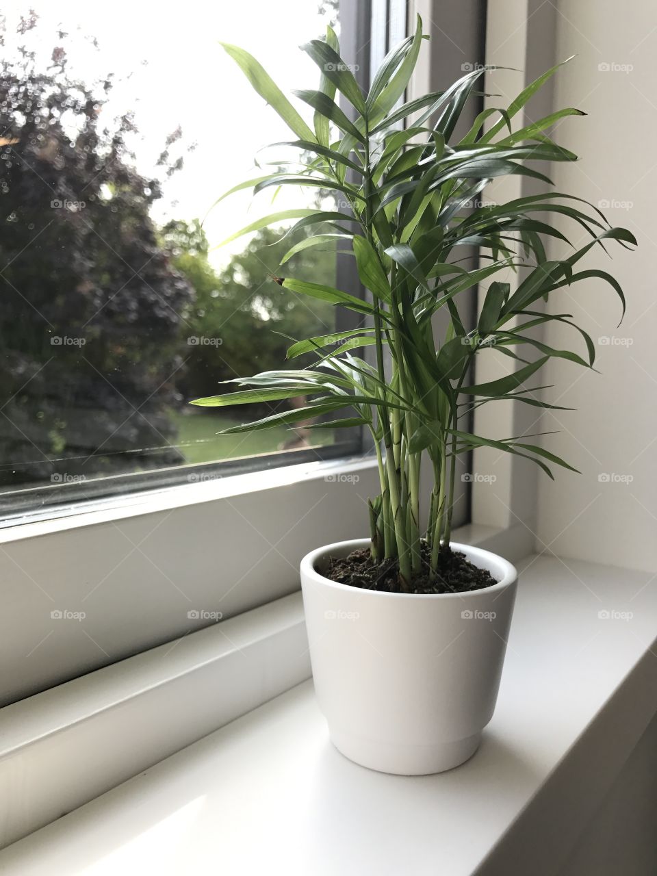 Plant in a pott