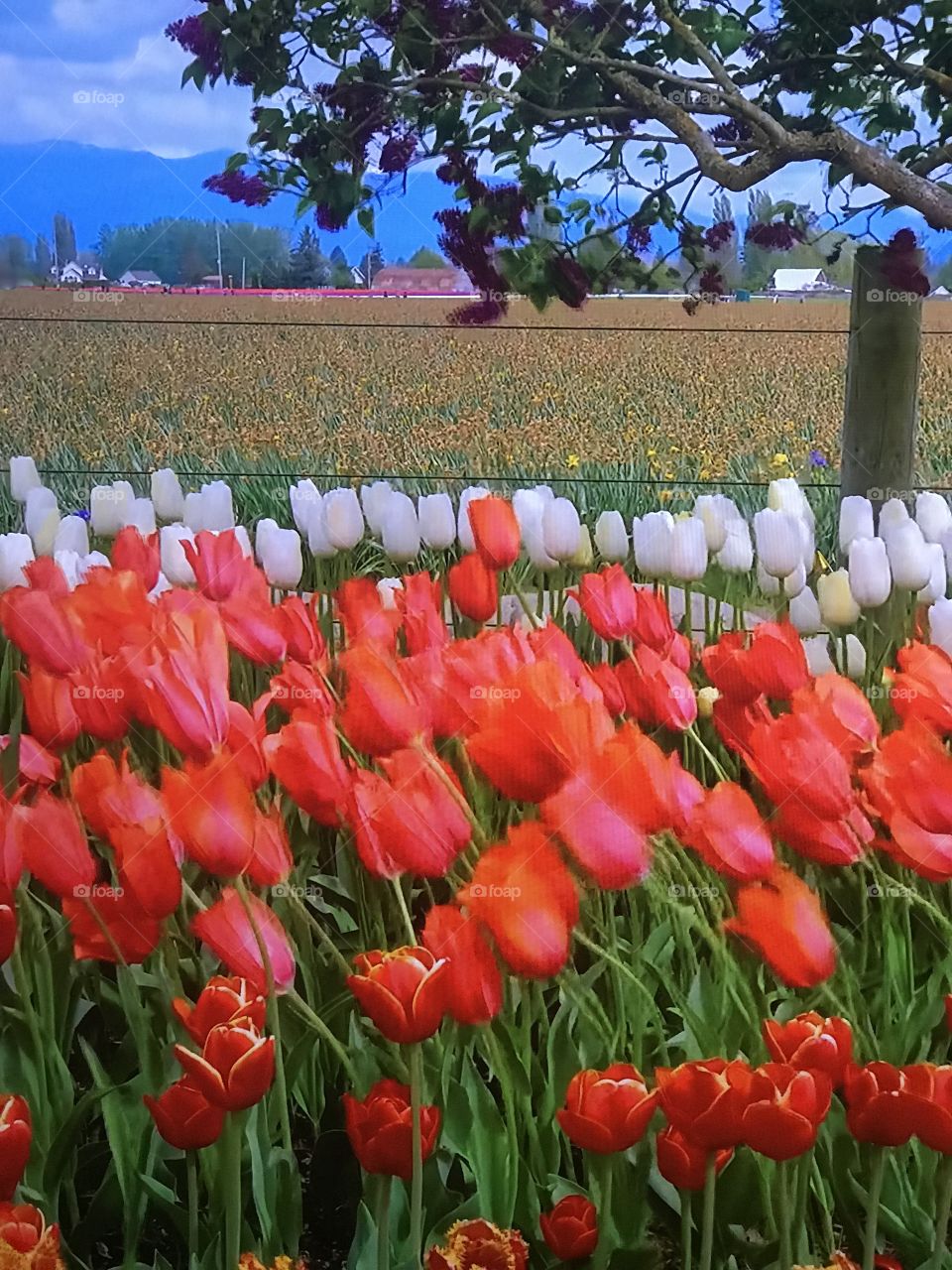 Tulip garden 