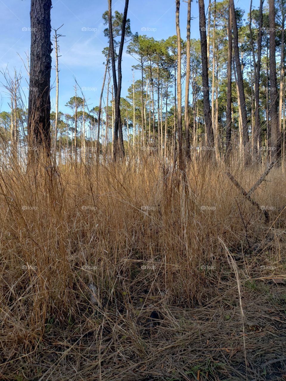 Tall grass and forest