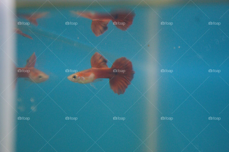 Flemingo red rose guppy