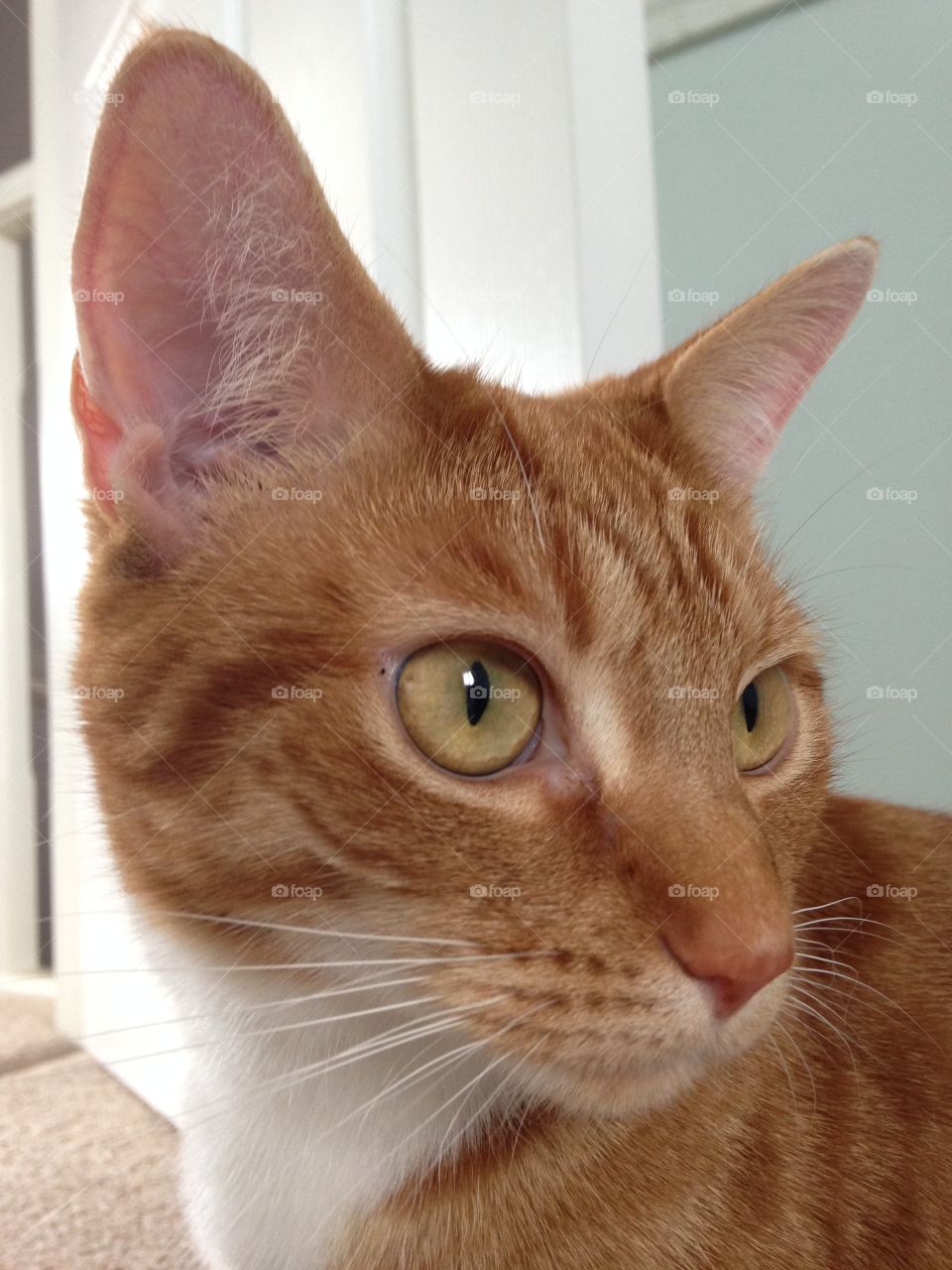 ginger cat Charlie