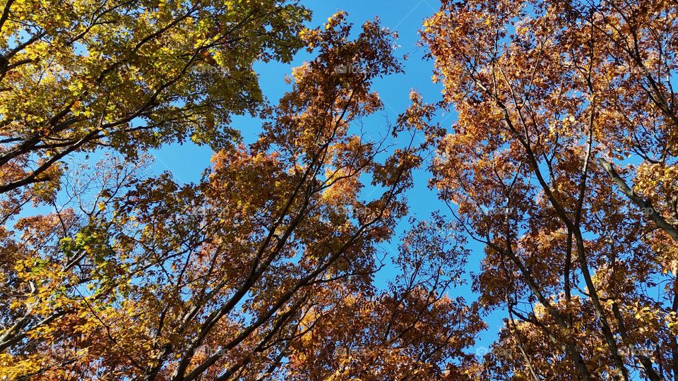 Colorful Tree Tops in the fall