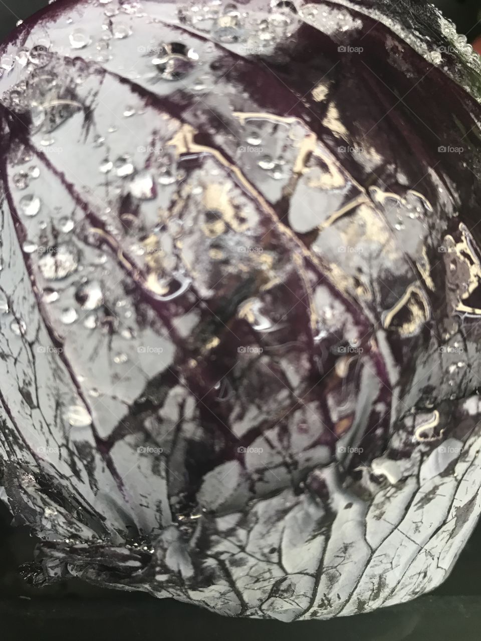 Fresh Purple Cabbage 