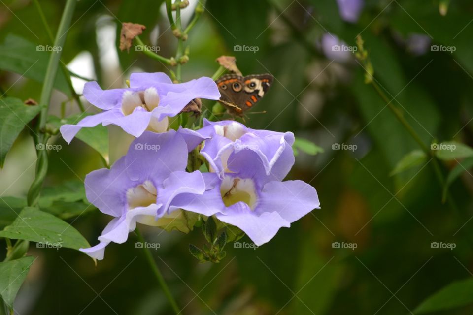 Moth on purple flowers