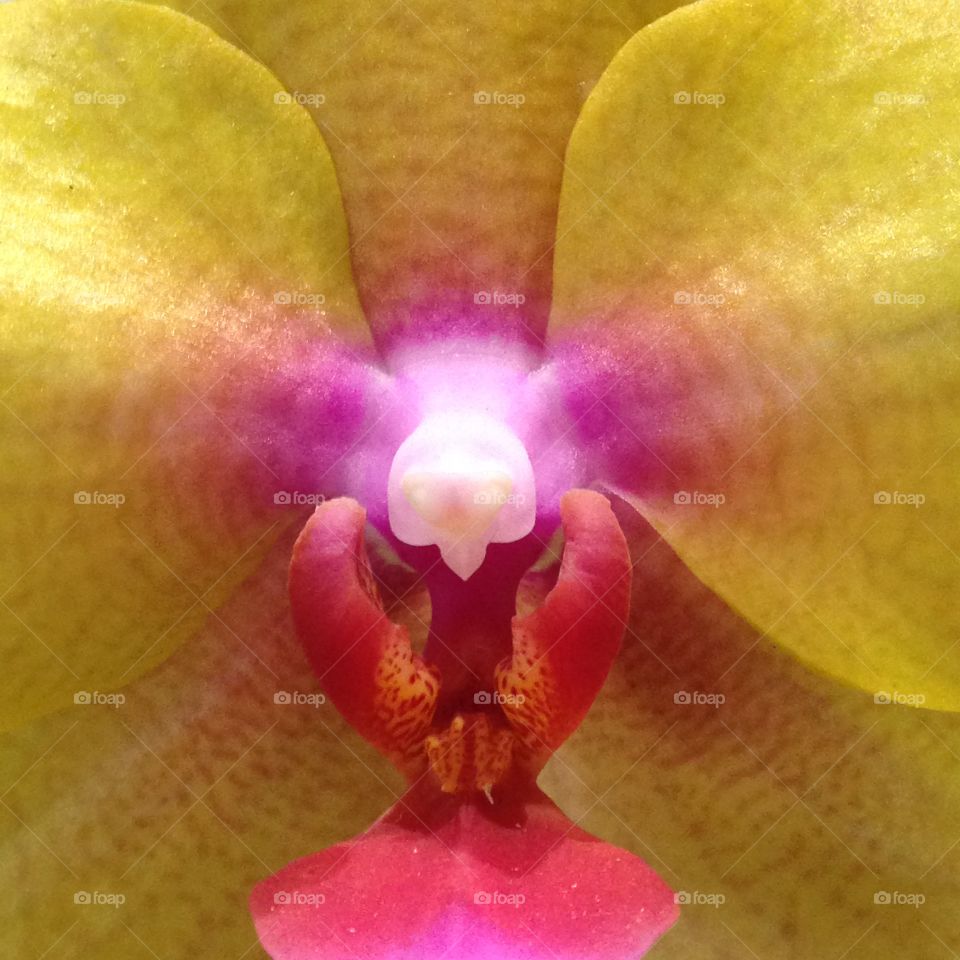 Exotic phalaenopsis 