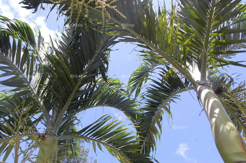 Sky through palms