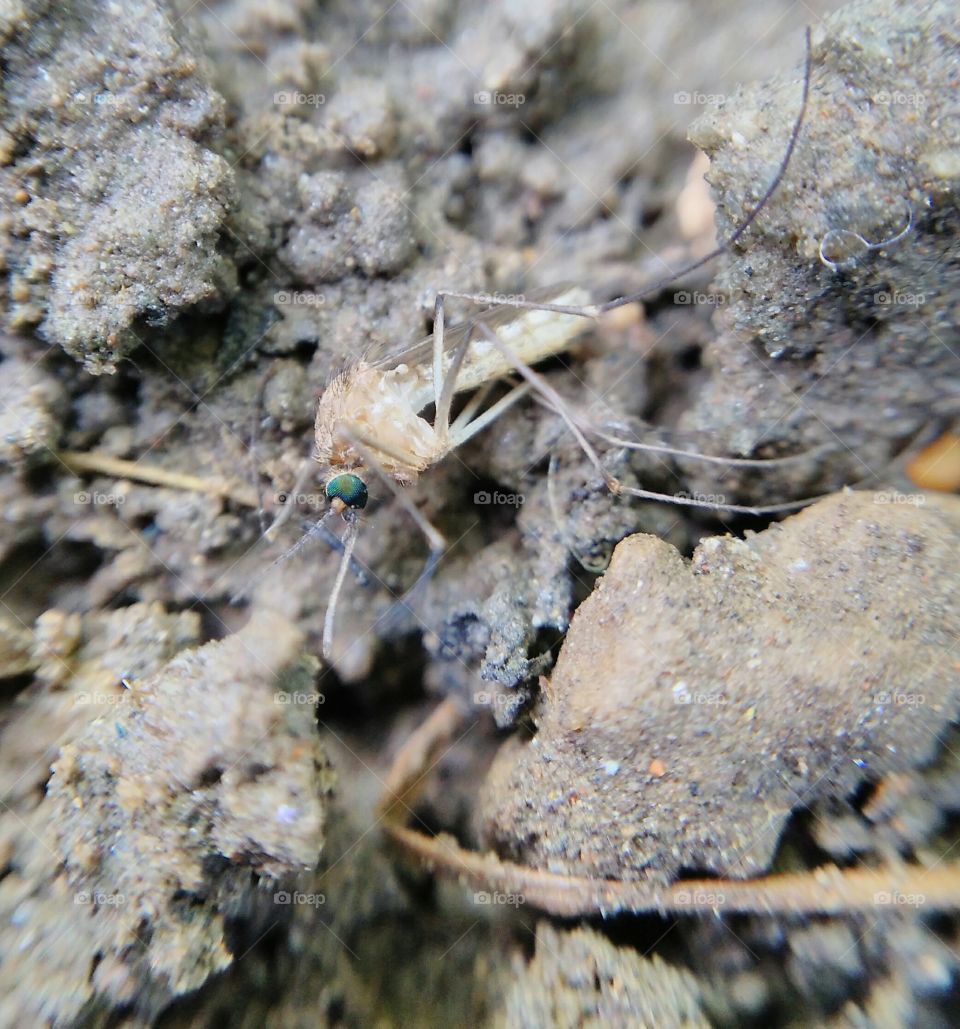 Close-up of a small insect on rock
