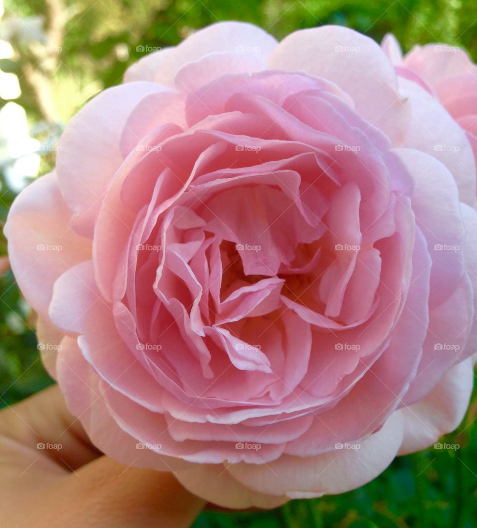 Pink rose. Sunset in the garden