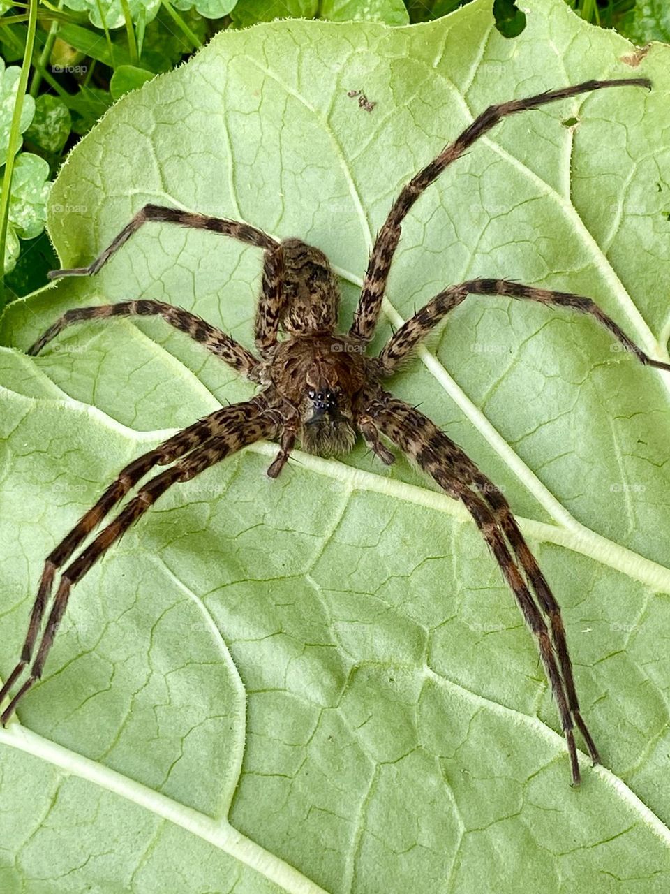 Large wolf spider close up 