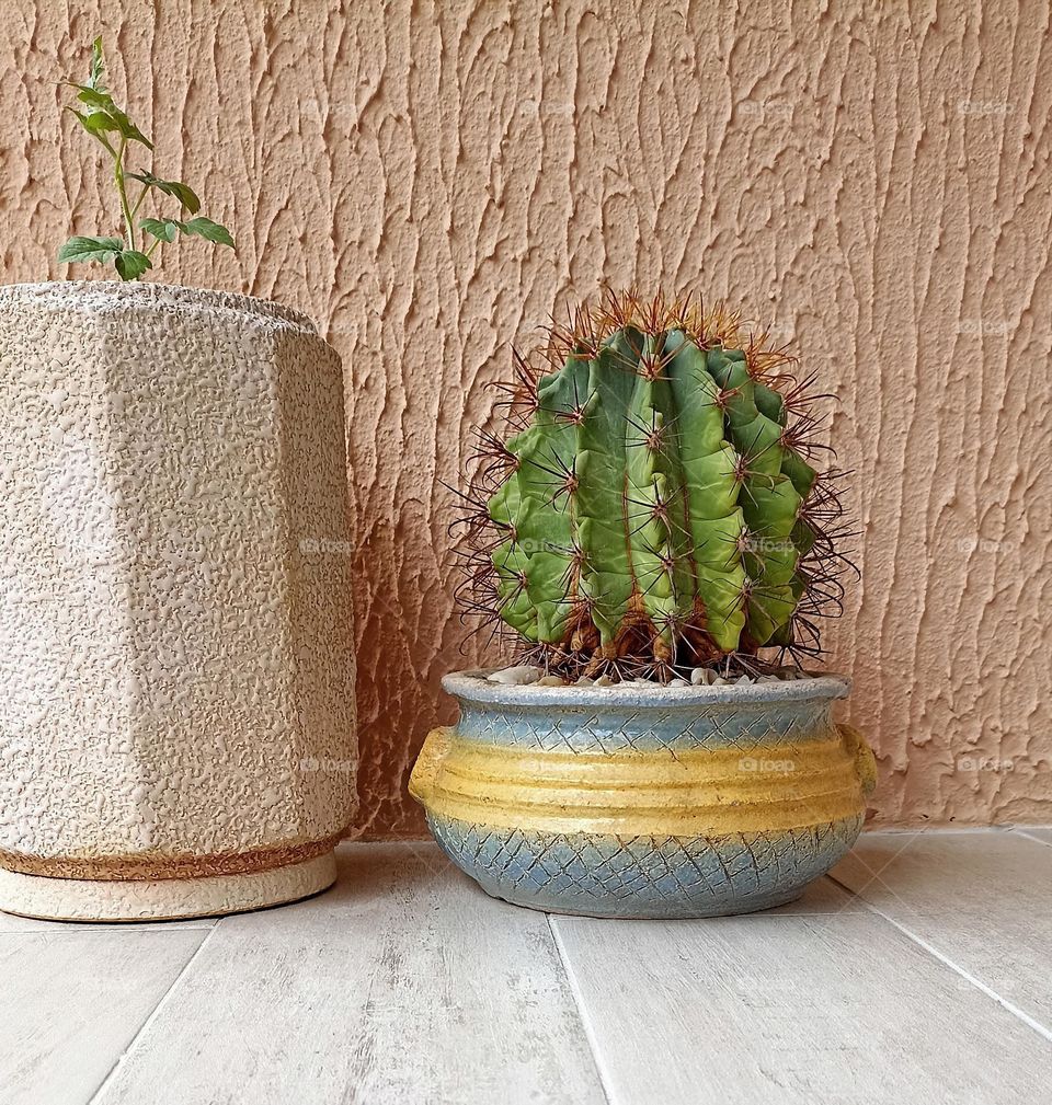 green plants in the pots on a wall background, mobile photography