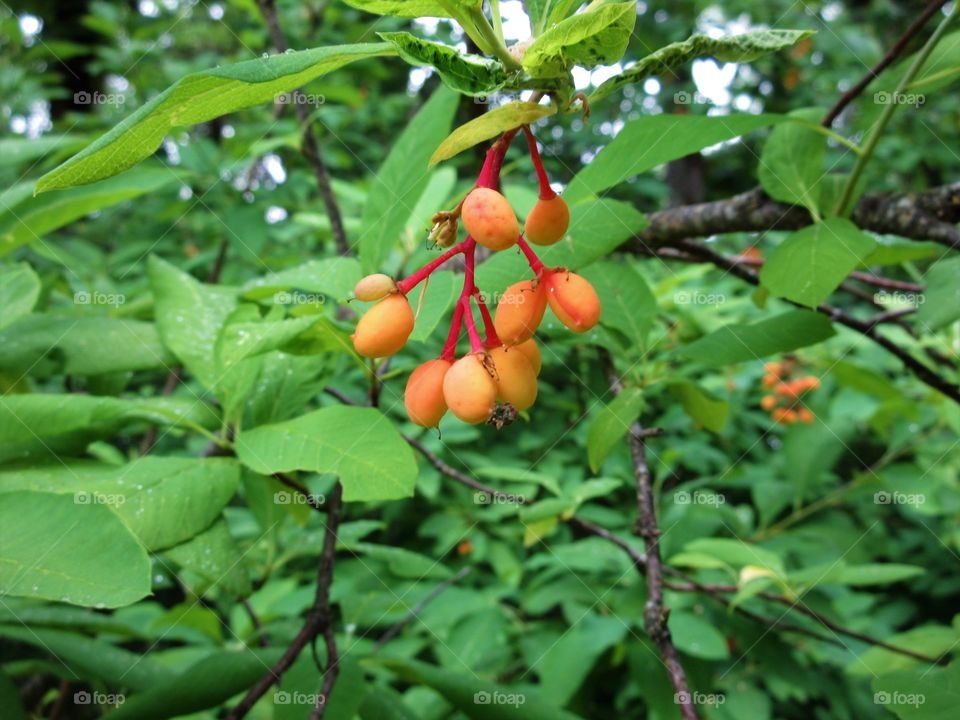 fruit of Mock Orange