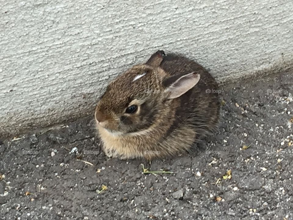 Lost baby bunny