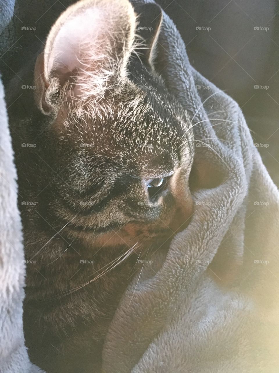 Sad kitty on blanket 