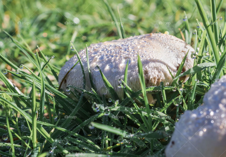 A field mushroom covered in tiny water droplets pokes out of the grass