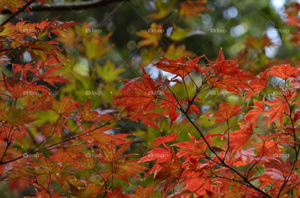 Autumn leaves