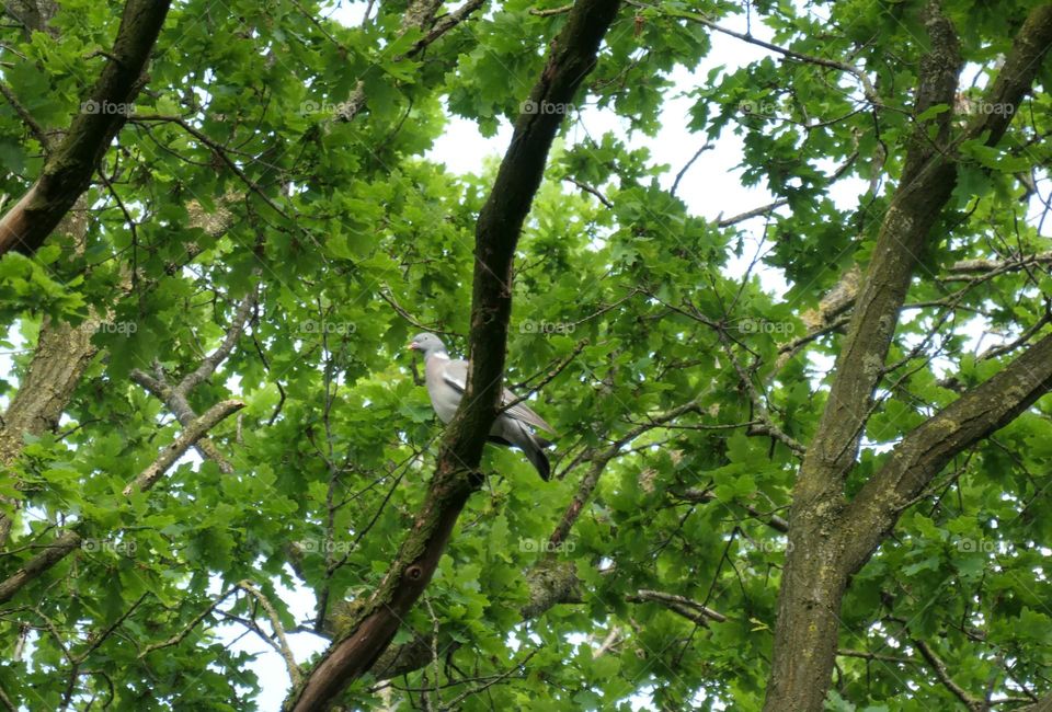 Ringeltaube im Geäst