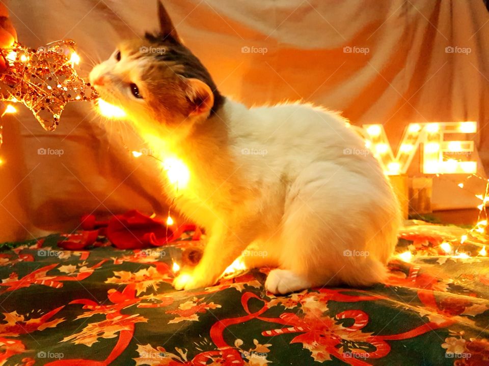 kitten enjoying christmas time