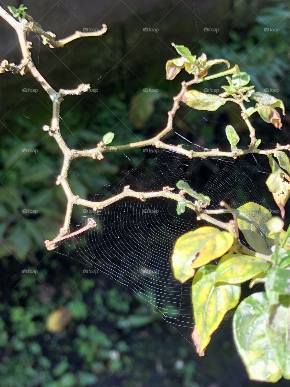 Spiderweb